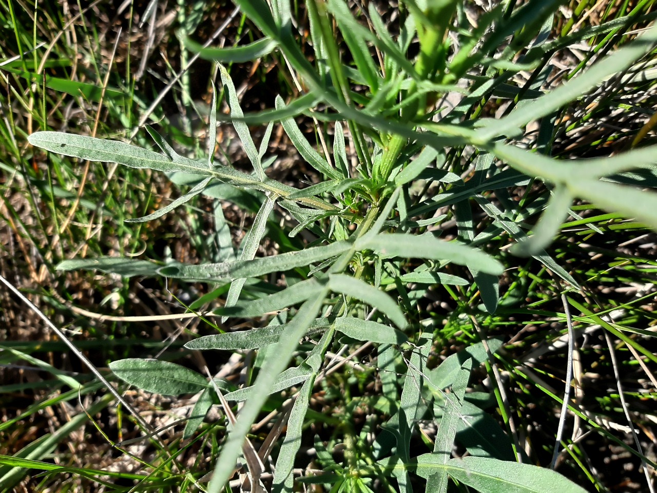 Reseda lutea