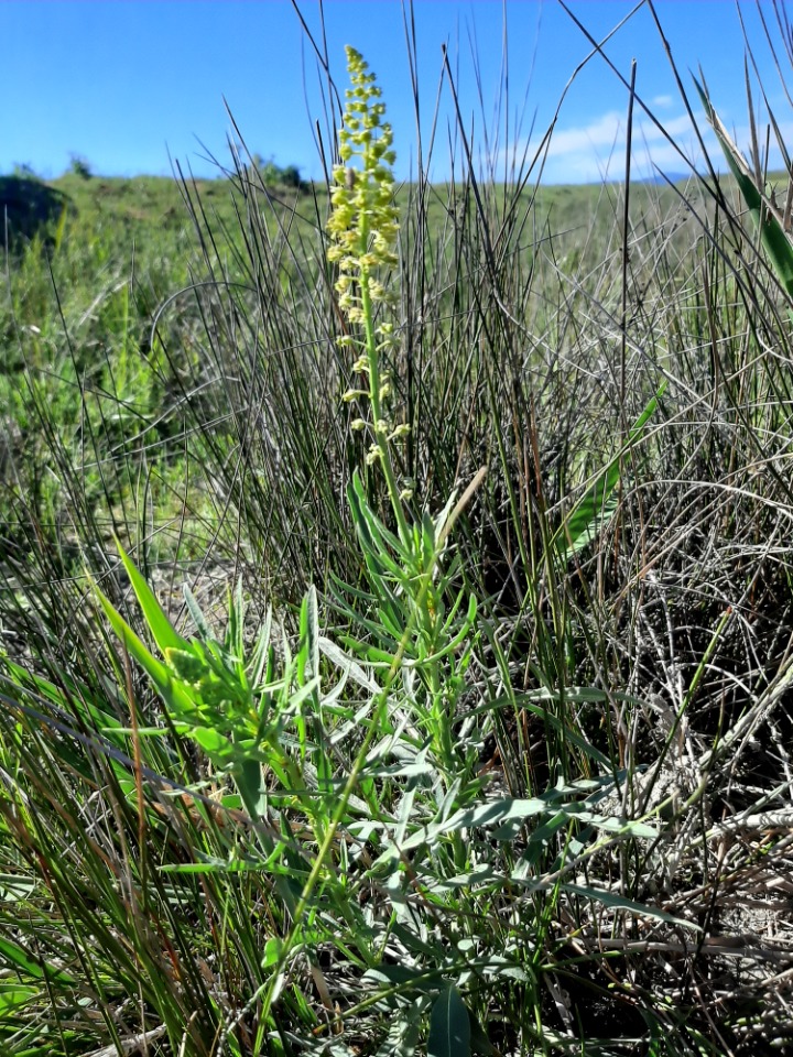 Reseda lutea