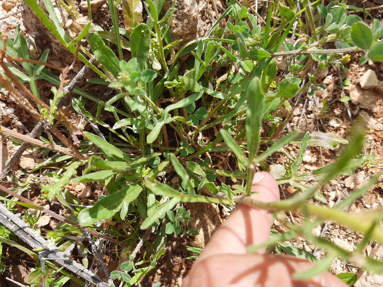 Reseda lutea