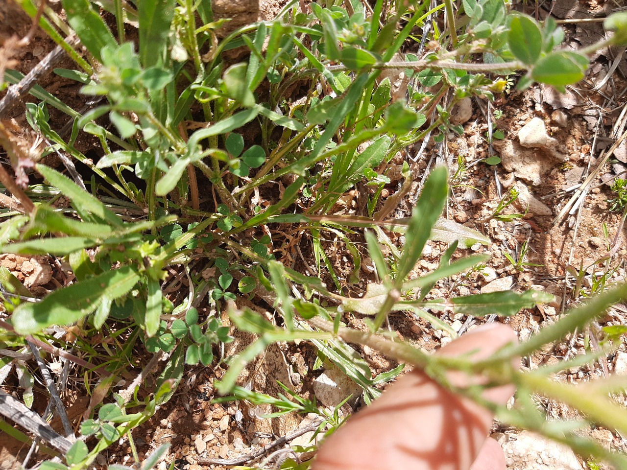 Reseda lutea