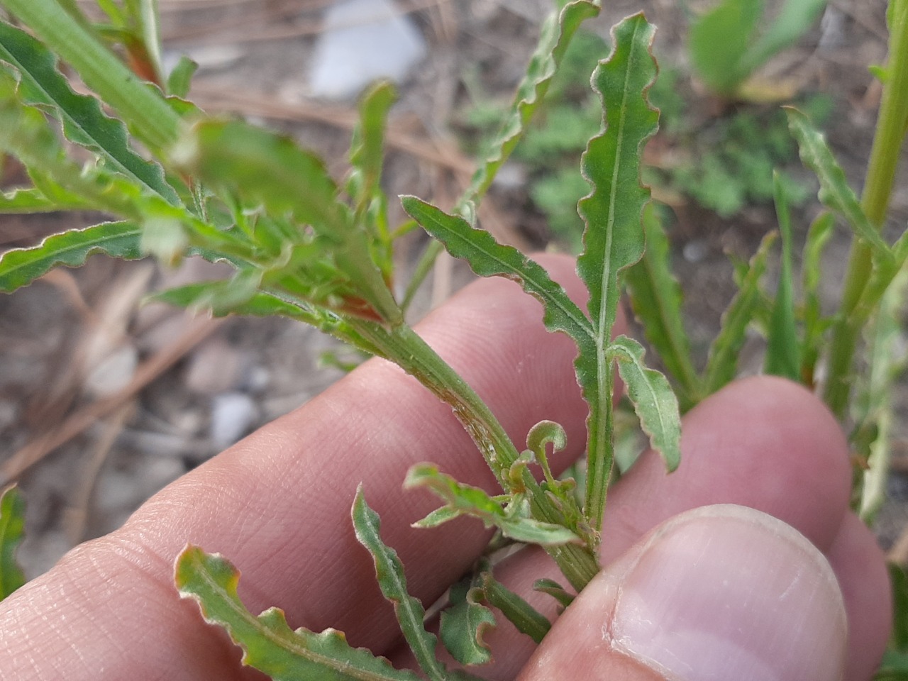 Reseda lutea