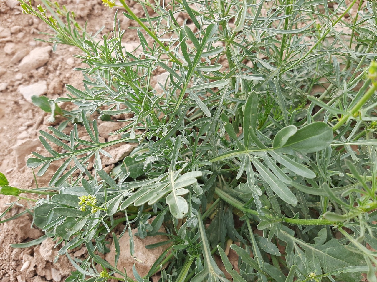 Reseda lutea