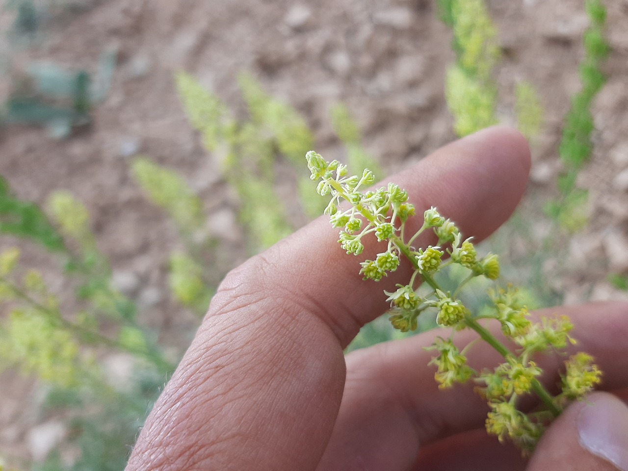 Reseda lutea