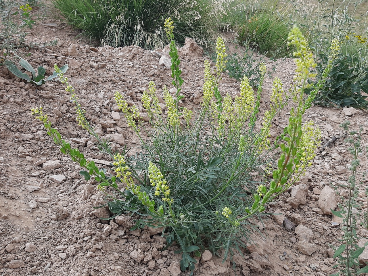 Reseda lutea