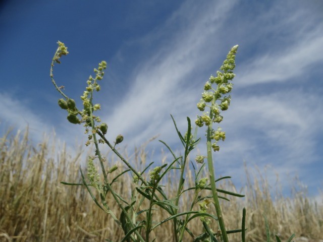 Reseda lutea