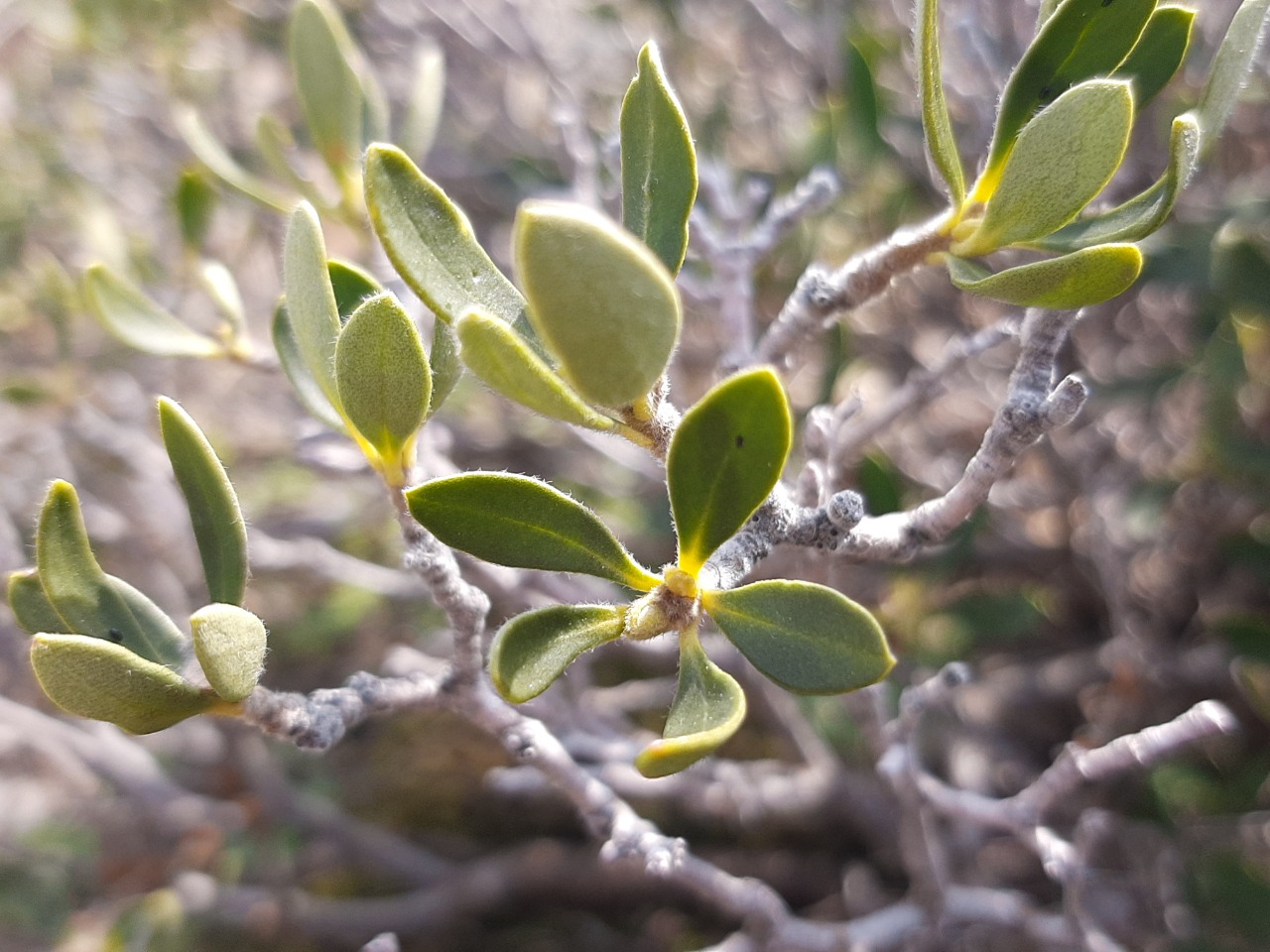 Daphne oleoides