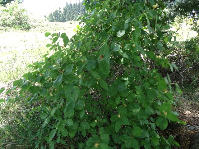 Lonicera caucasica subsp. orientalis