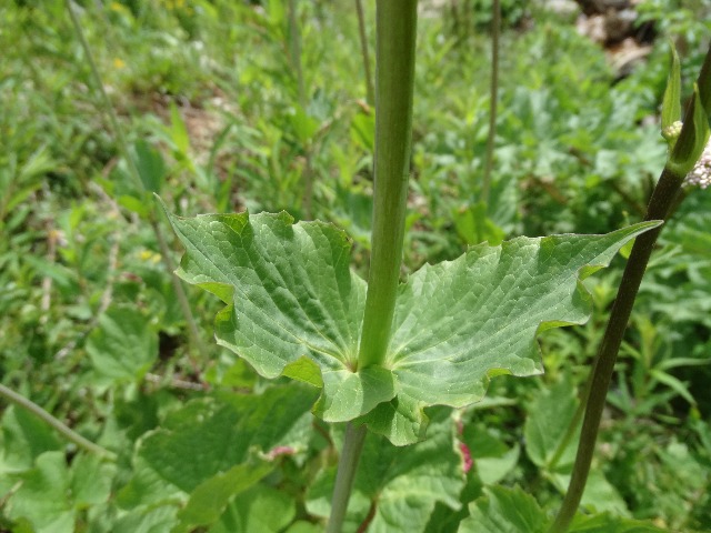Valeriana alliariifolia