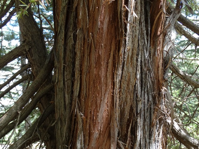 Juniperus drupacea