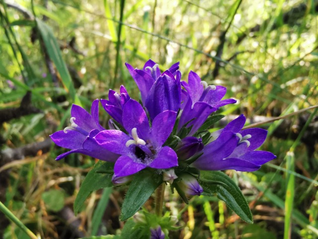 Campanula glomerata