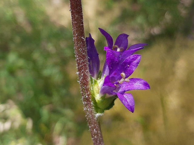 Campanula glomerata