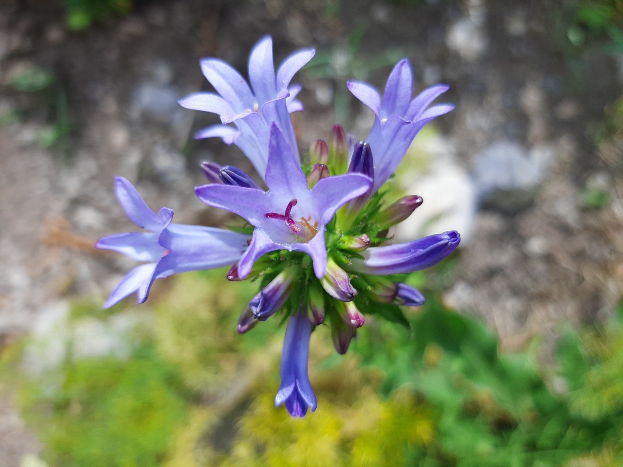 Campanula glomerata