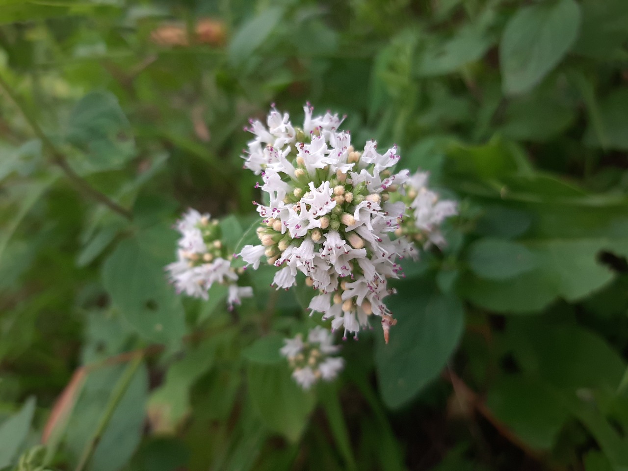 Origanum vulgare
