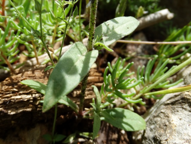 Silene aegyptiaca subsp. aegyptiaca
