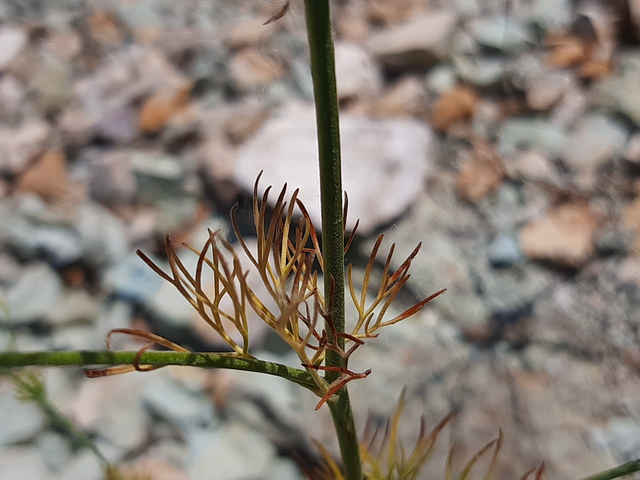 Consolida regalis