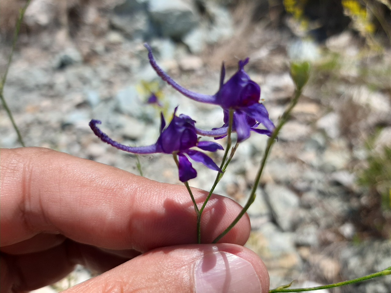 Consolida regalis