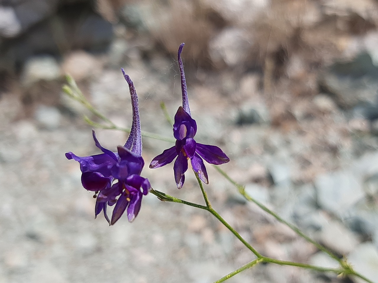 Consolida regalis
