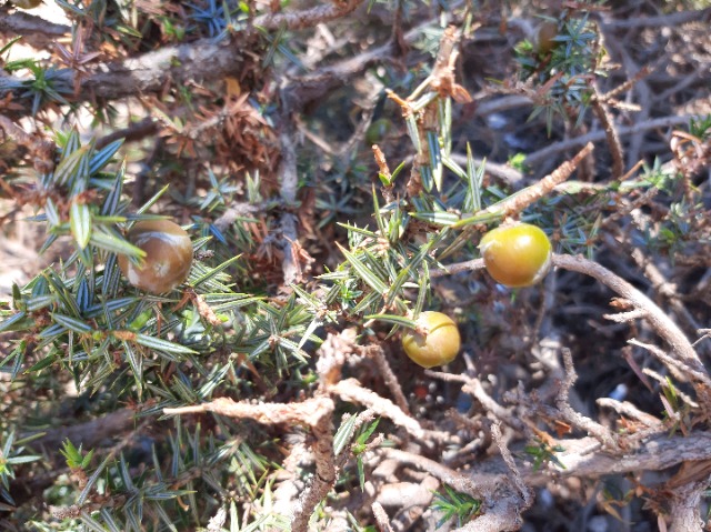 Juniperus macrocarpa