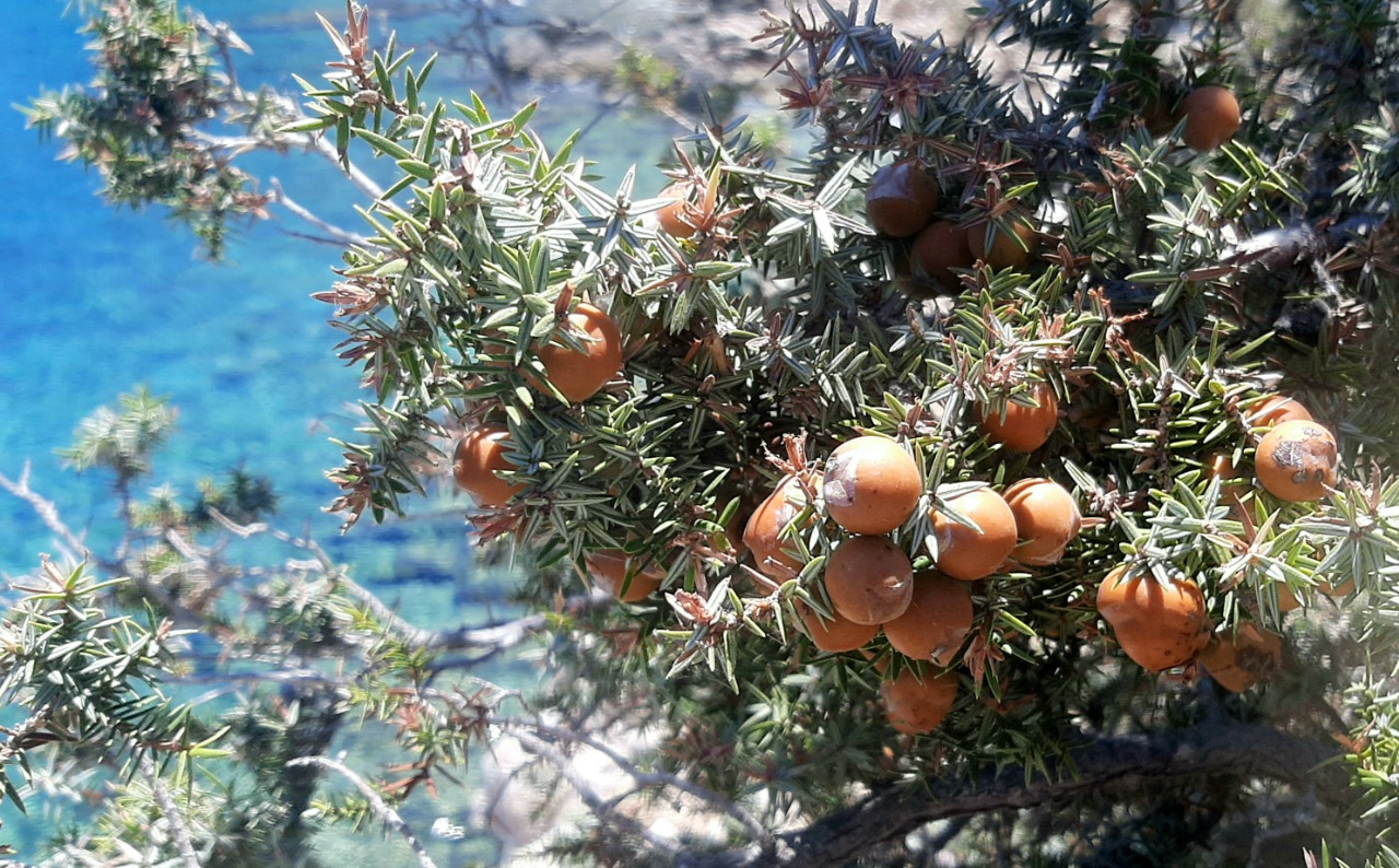 Juniperus macrocarpa