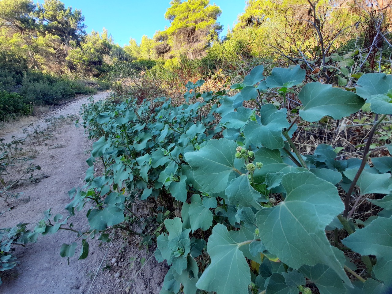 Xanthium strumarium