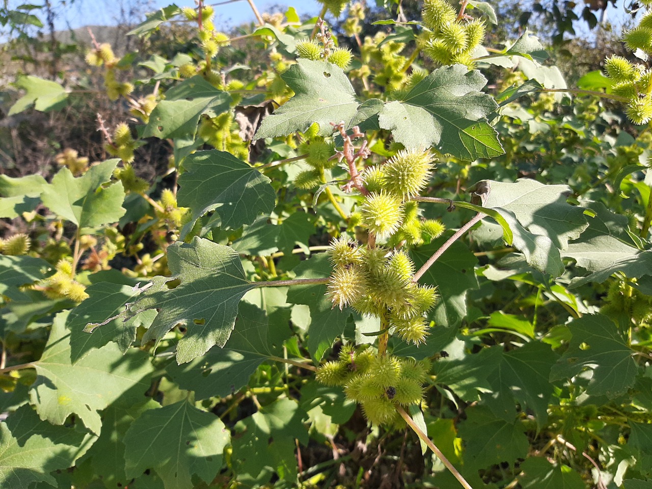 Xanthium strumarium