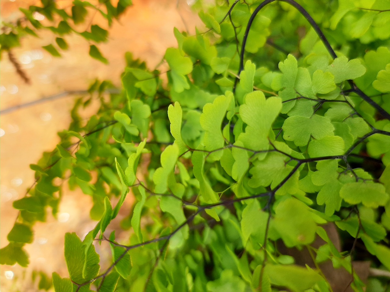 Adiantum capillus-veneris