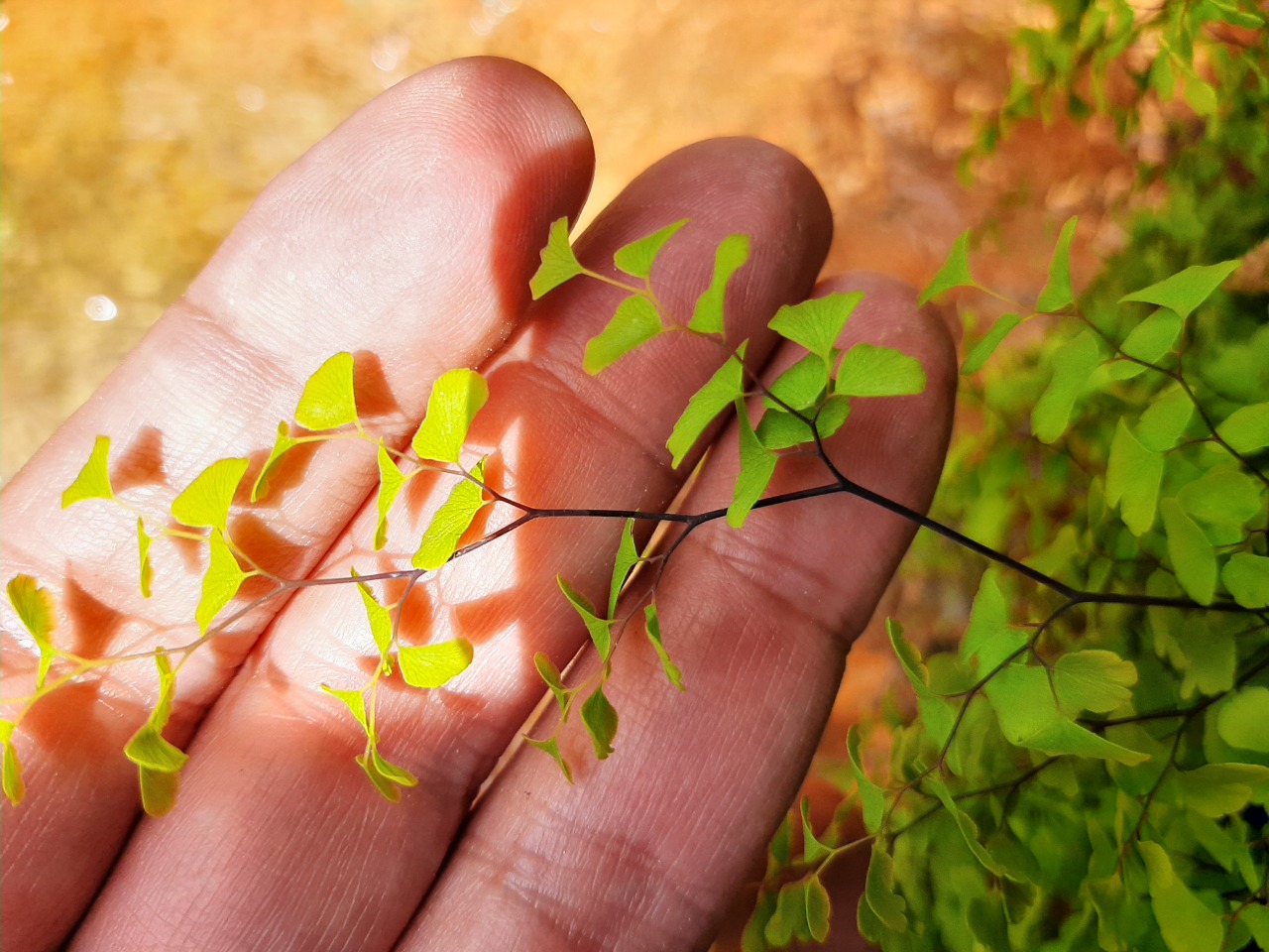 Adiantum capillus-veneris