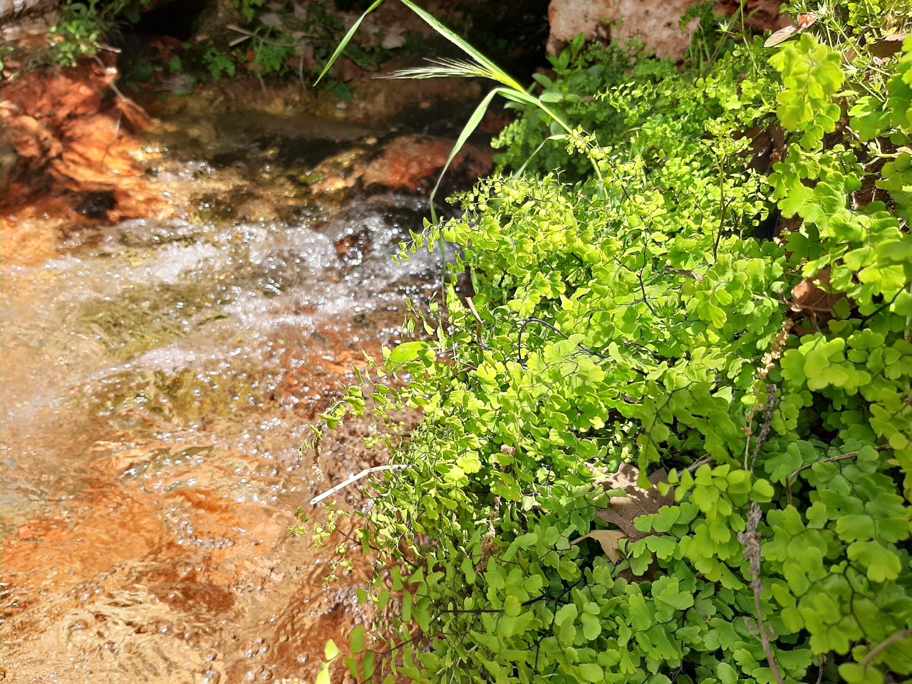 Adiantum capillus-veneris