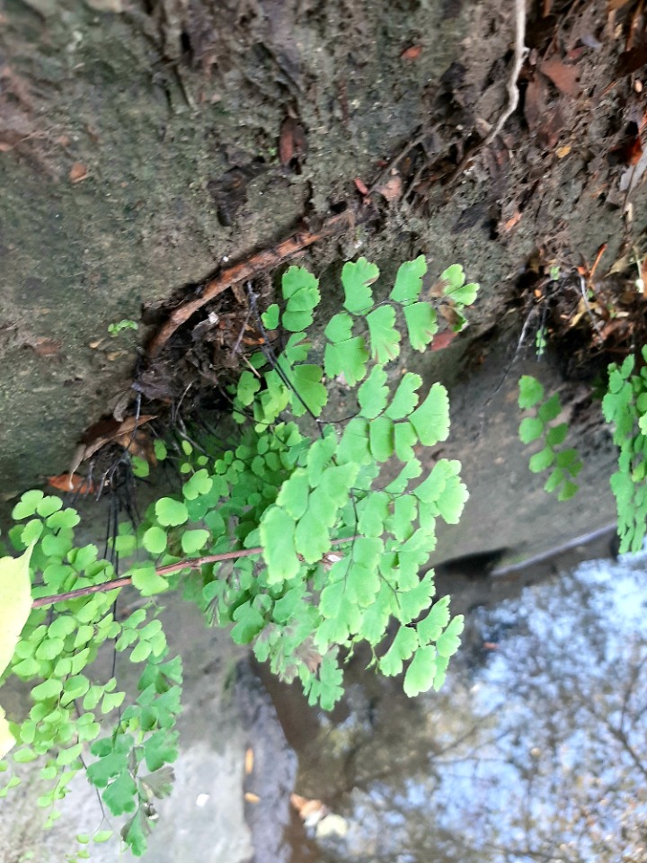 Adiantum capillus-veneris