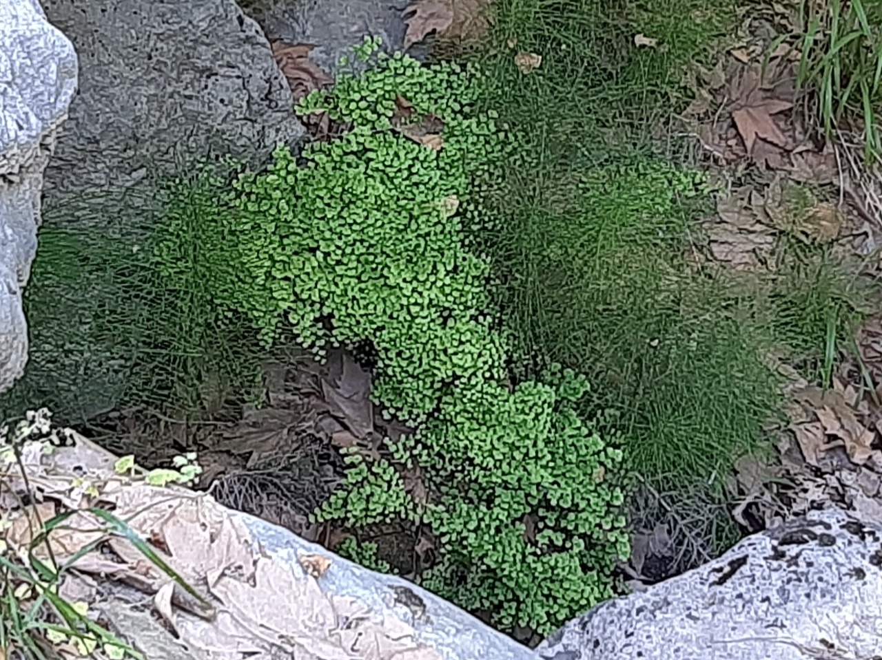Adiantum capillus-veneris