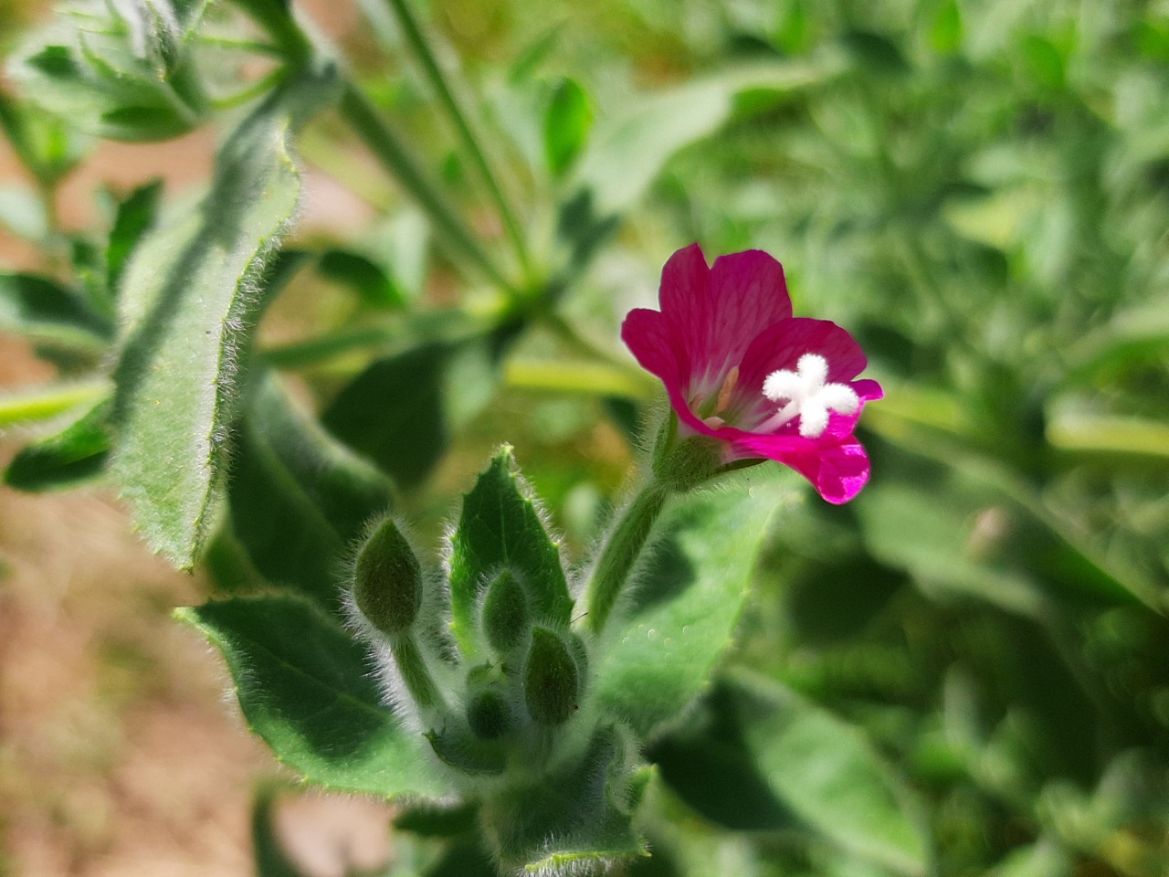 Epilobium hirsutum