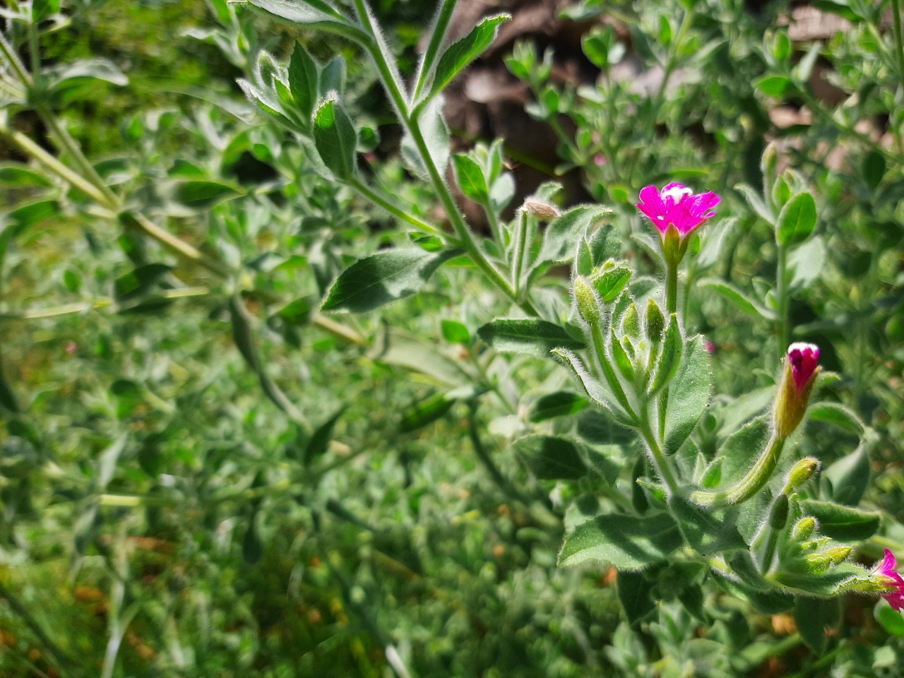 Epilobium hirsutum