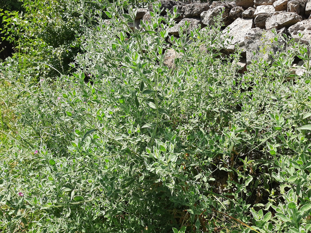 Epilobium hirsutum