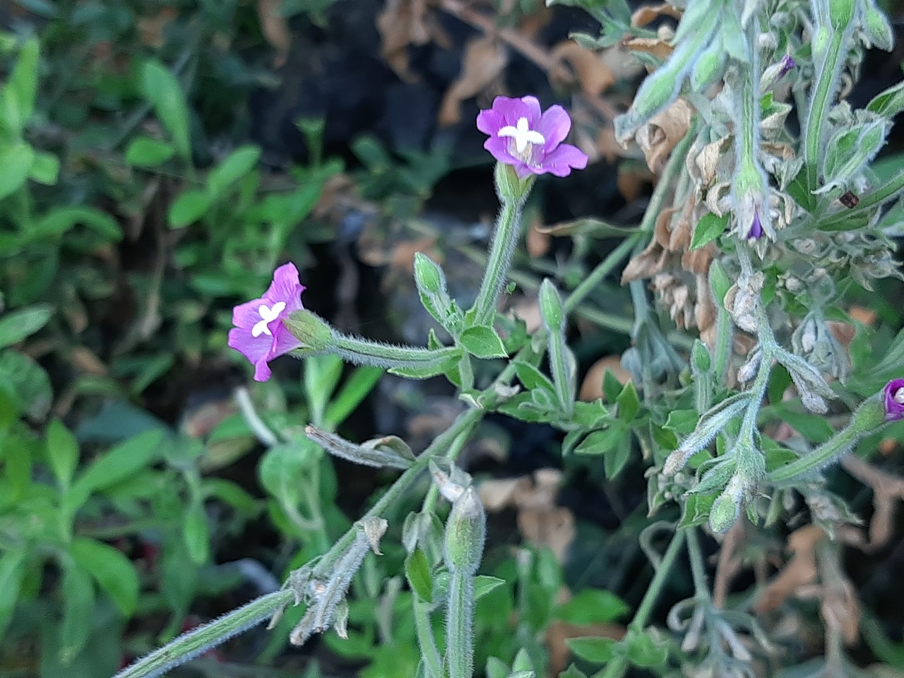 Epilobium hirsutum