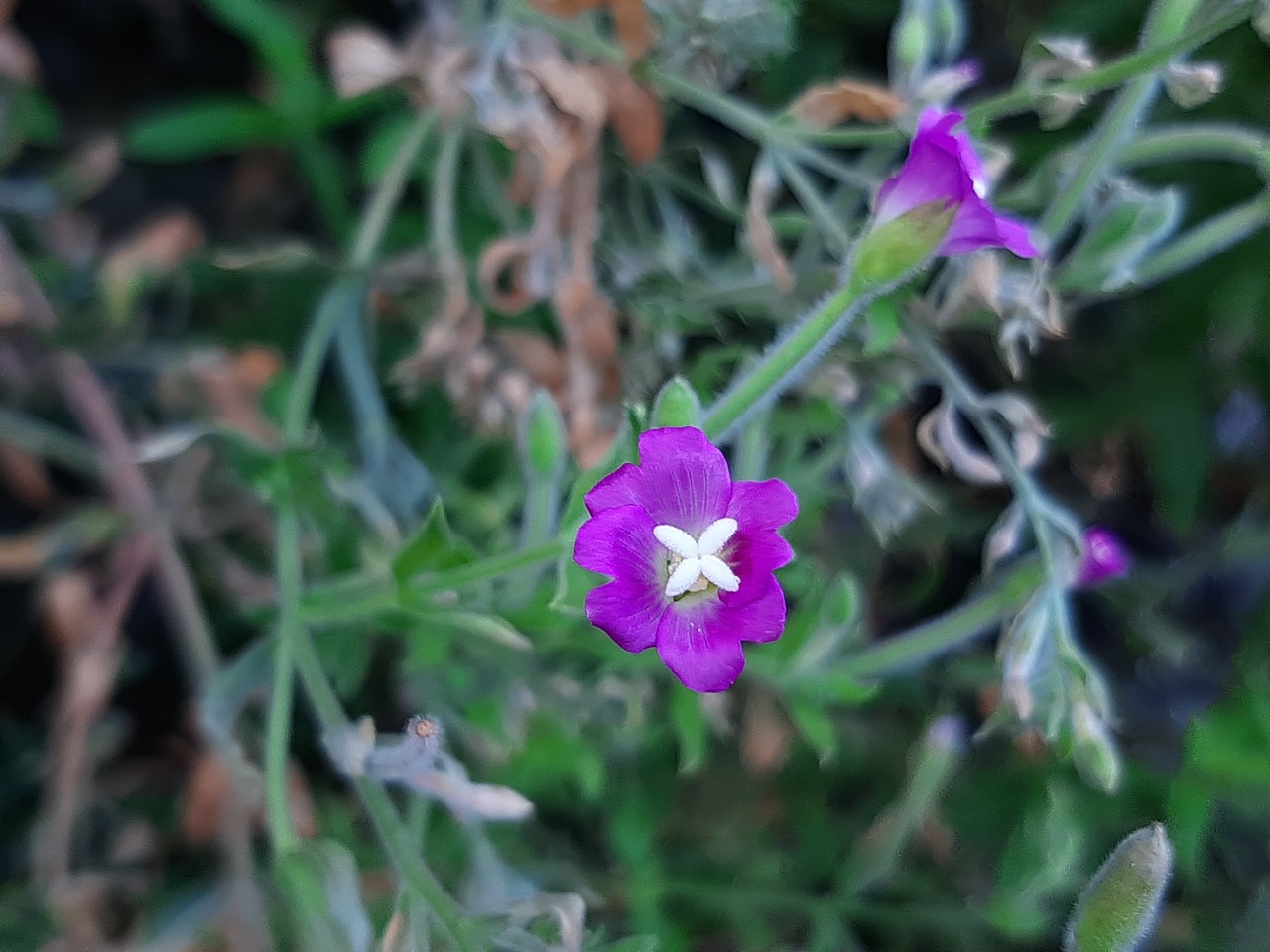 Epilobium hirsutum