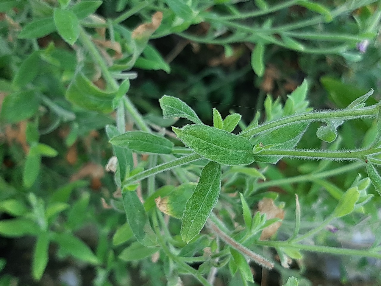 Epilobium hirsutum