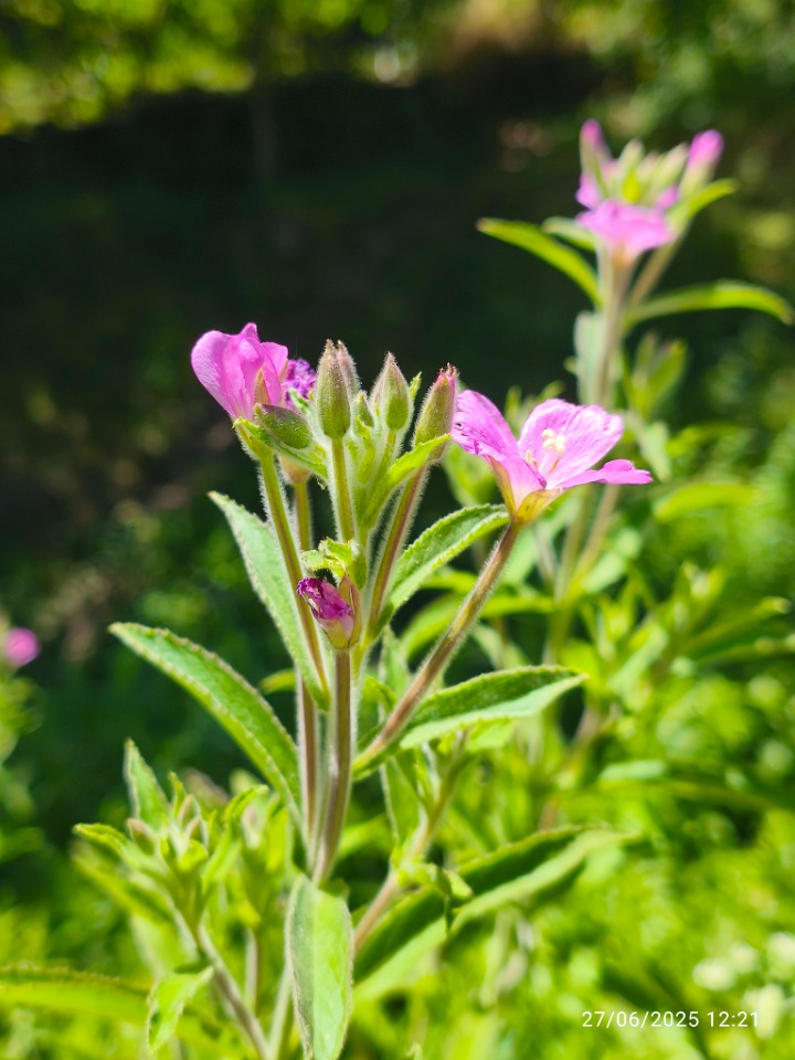 Epilobium hirsutum