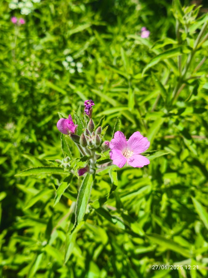Epilobium hirsutum