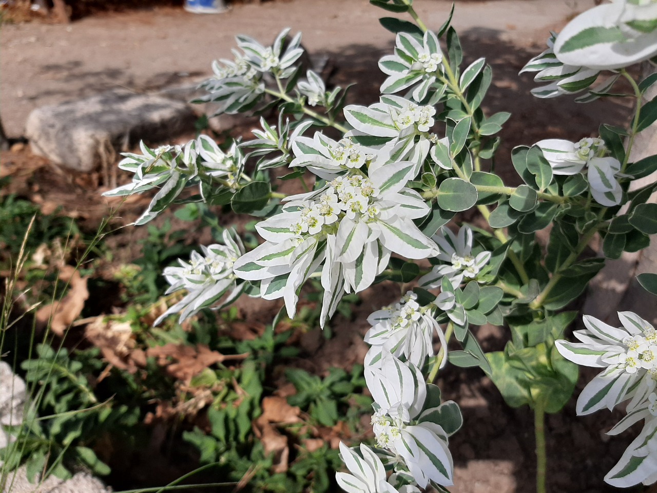 Euphorbia marginata