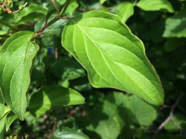 Cornus sanguinea