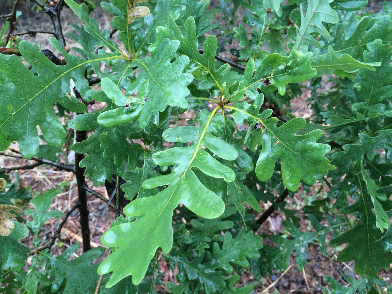 Quercus vulcanica