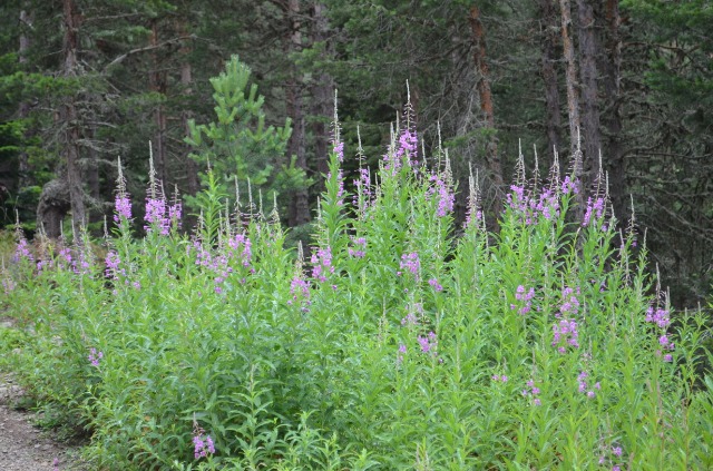 Epilobium angustifolium