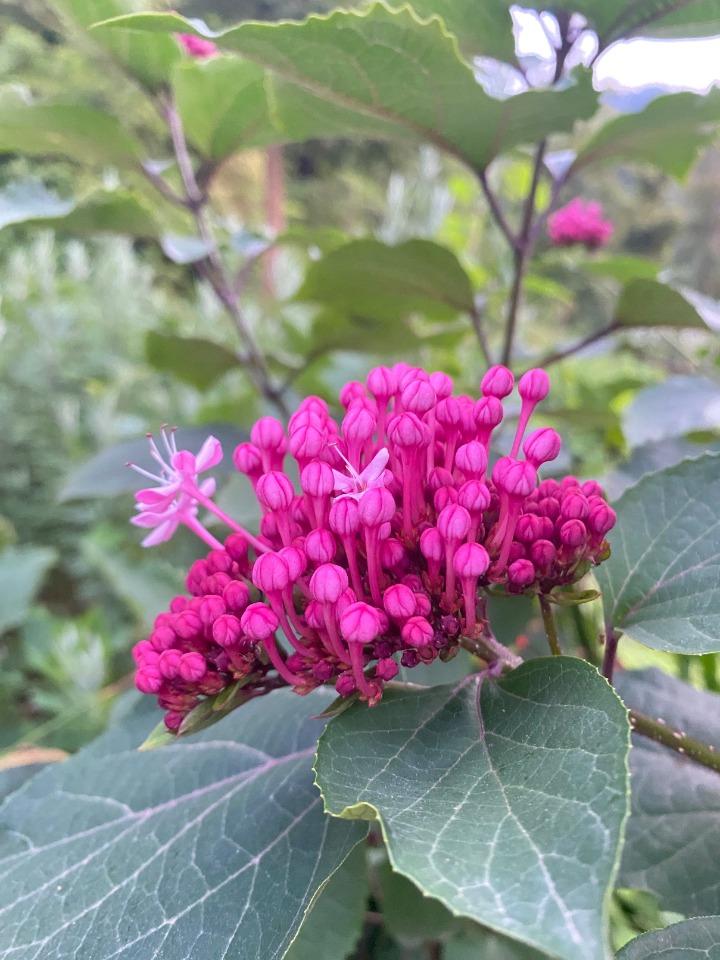Clerodendrum bungei