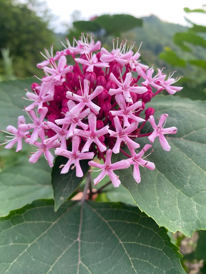 Clerodendrum bungei