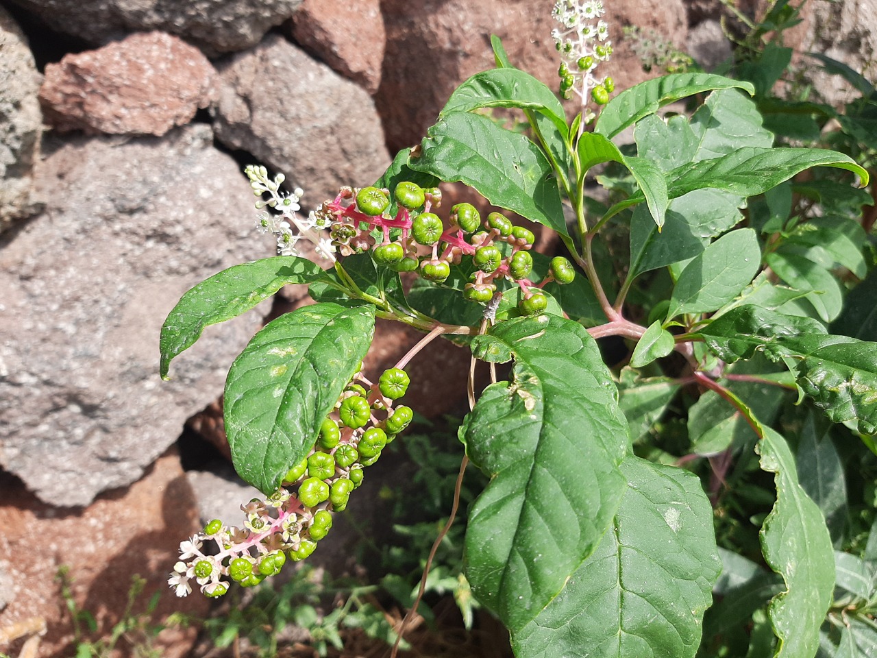 Phytolacca americana