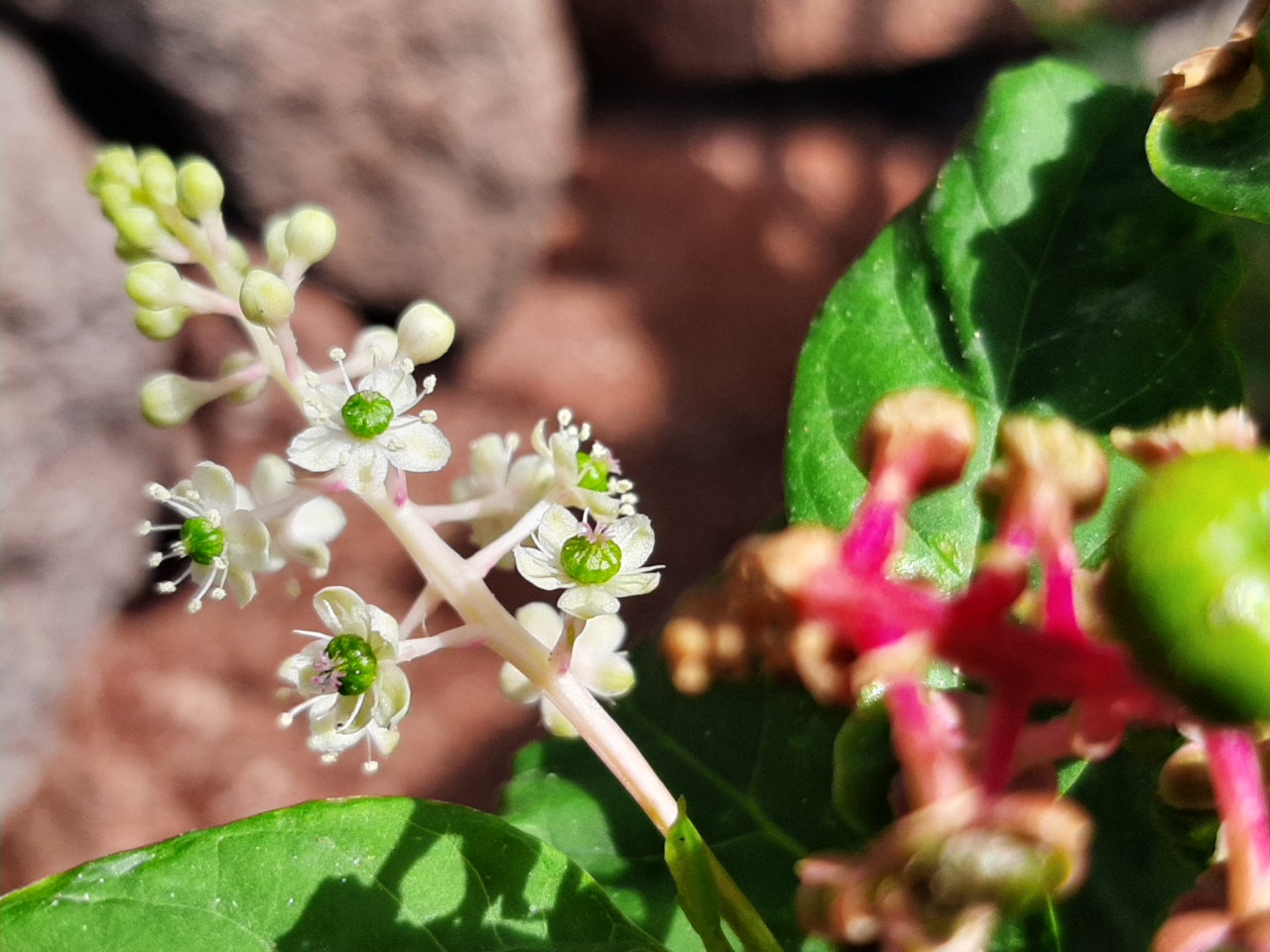 Phytolacca americana