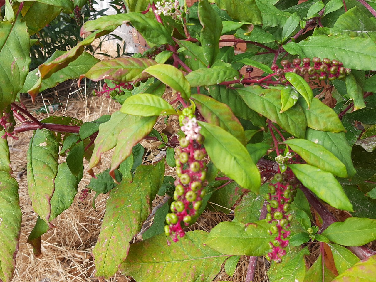 Phytolacca americana