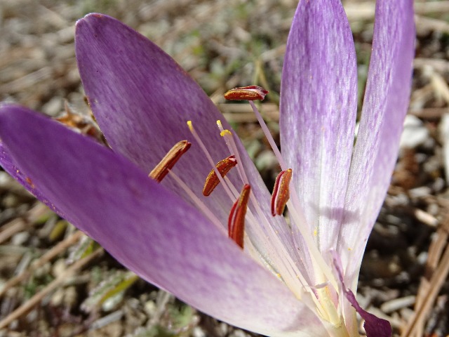 Colchicum speciosum