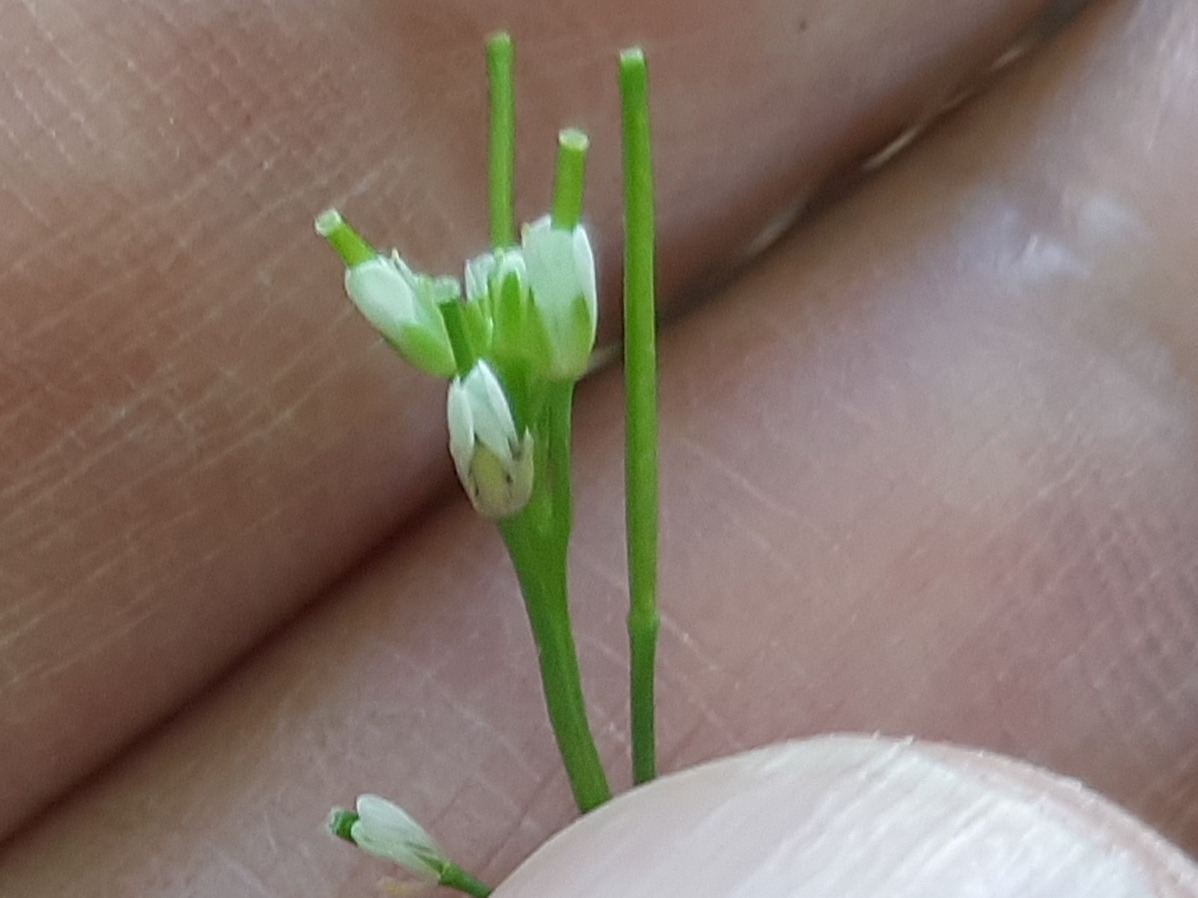 Cardamine hirsuta