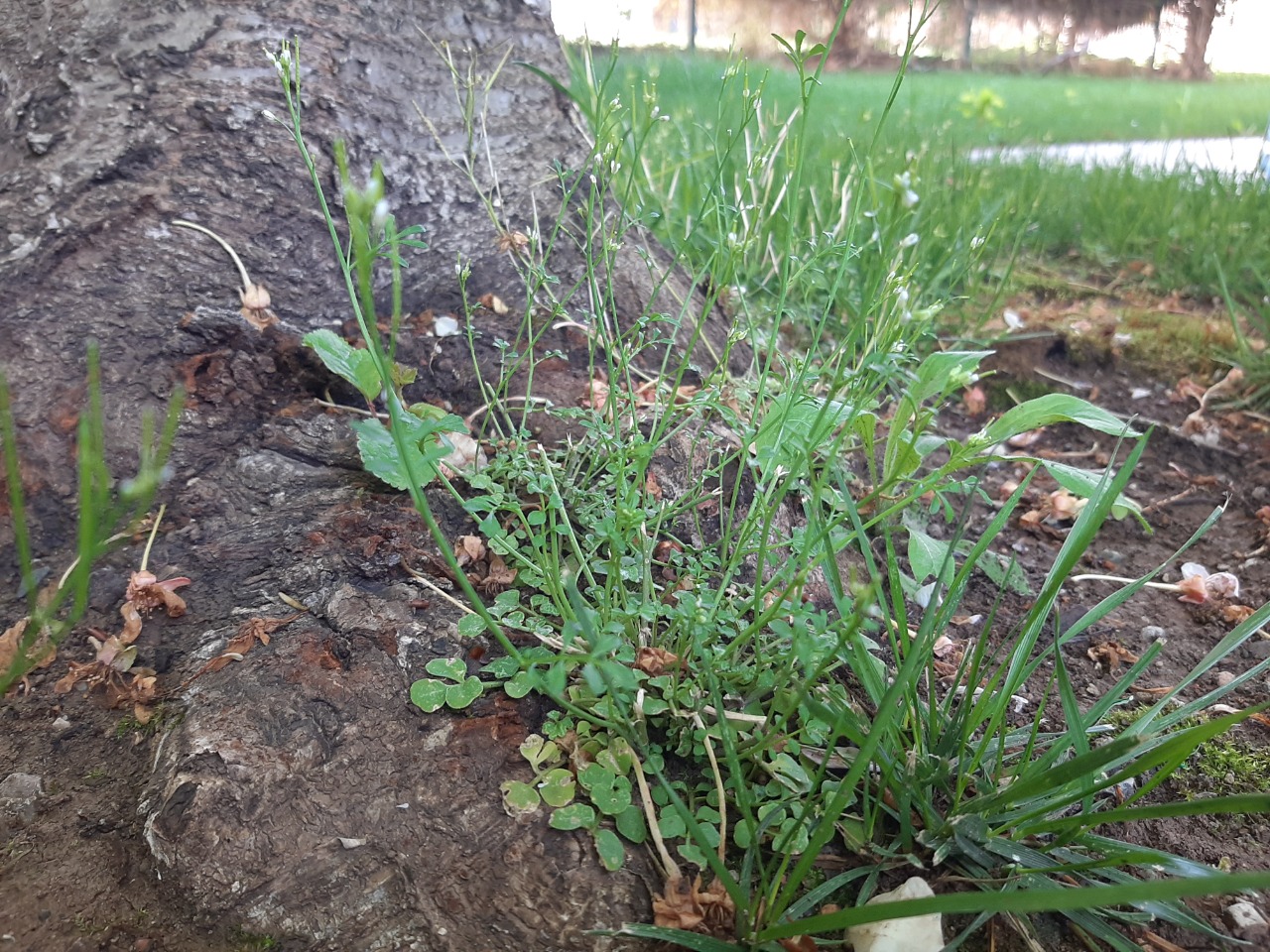 Cardamine hirsuta